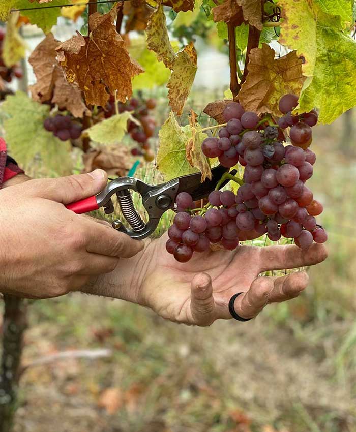 Man Cutting a Pair of Burgundy Grapes with a Scissor at Pomeroy Cellars