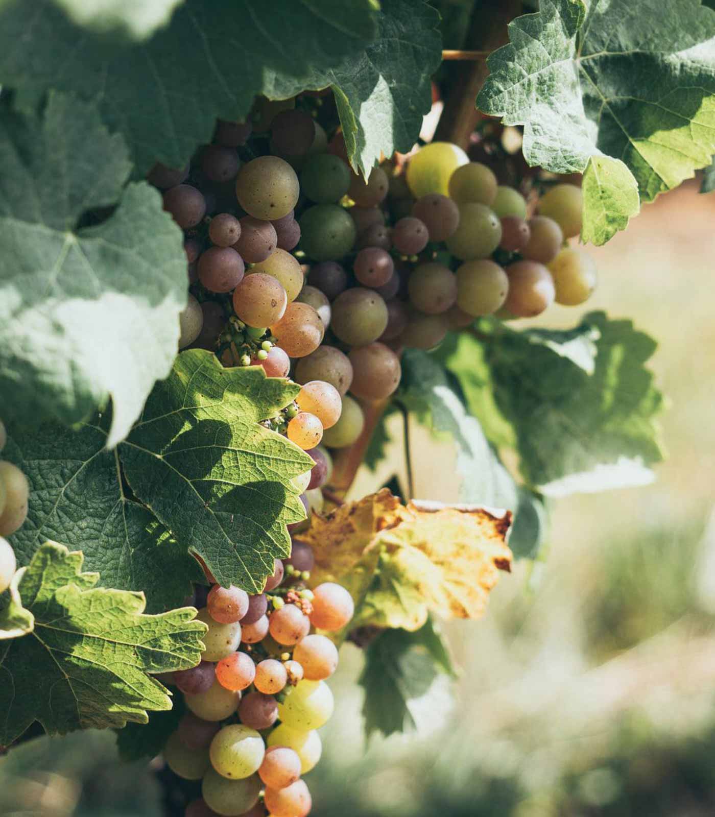 Photo of White Ripe Grapes in a Vineyard at Pomeroy Cellars
