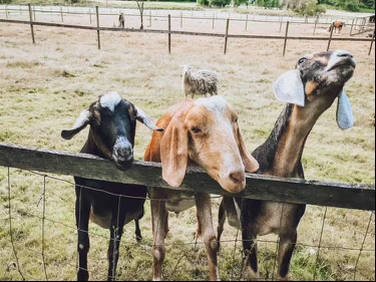 Landscape Photo of Goats in a Pen at Pomeroy Cellars